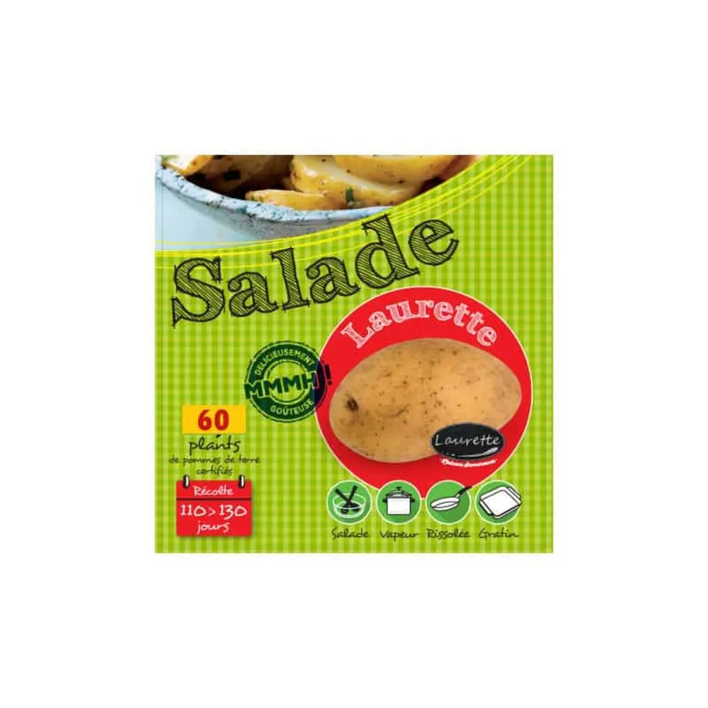 Laurette 60 plants de pomme de terre