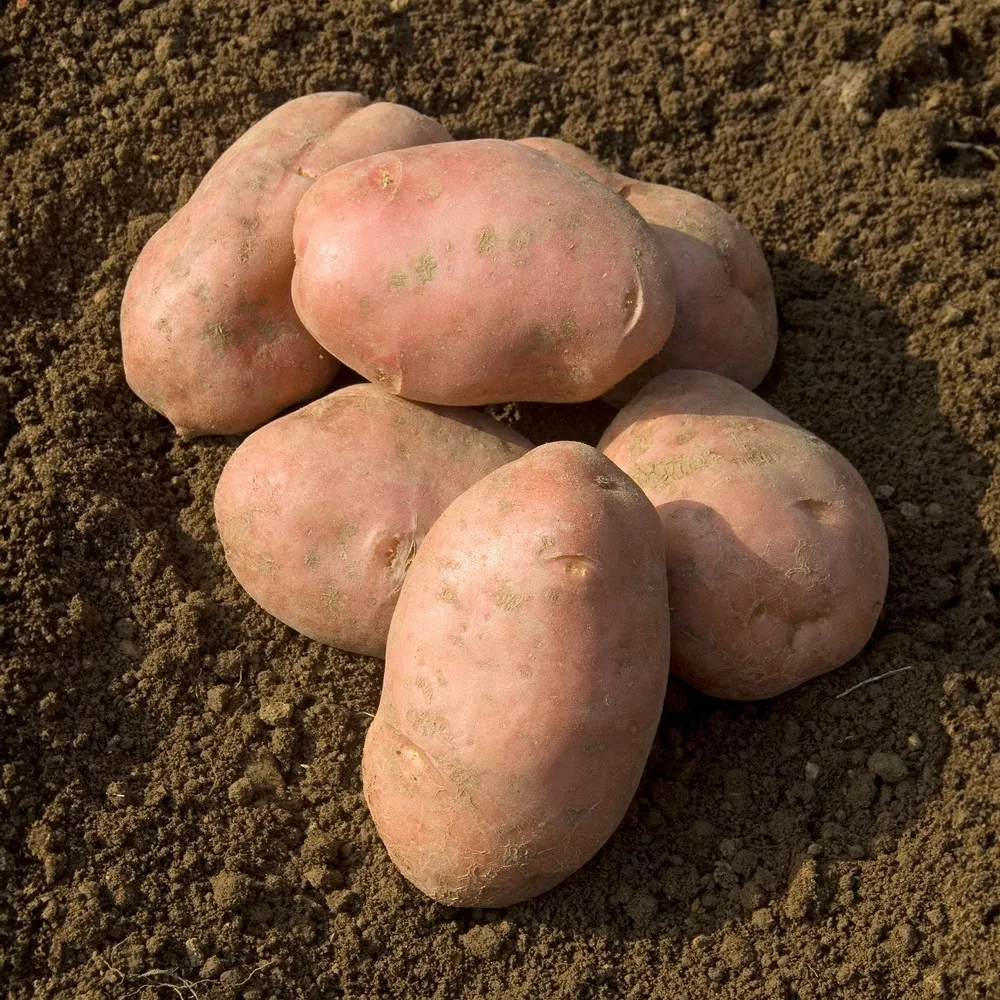 Pomme de terre désirée - le sachet / 1500g / ø 28-35mm